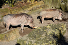 Warzenschwein (1).jpg